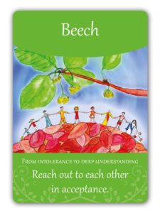 Beech - Ilustración de http://www.susannewinberg.com